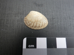 Katelysia rhytiphora