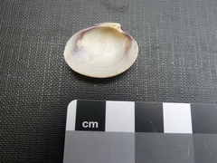 Katelysia rhytiphora