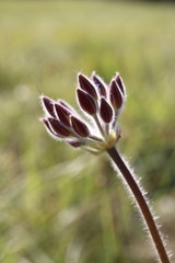 Pelargonium luridum