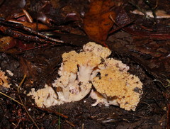 Ramaria capitata