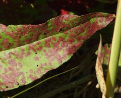 Puccinia phragmitis