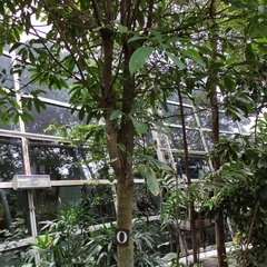 Barringtonia fusiformis