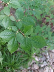 Ulmus minor