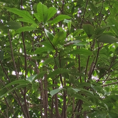 Barringtonia fusiformis