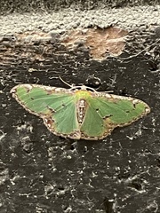 Eucyclodes buprestaria