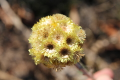 Helichrysum auriceps