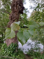 Populus nigra