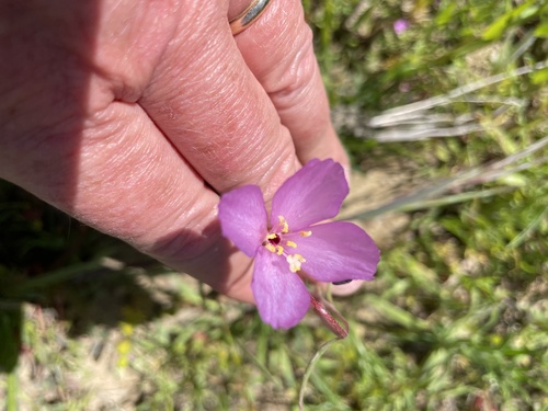 iNaturalist observation photo of Slender Clarkia
