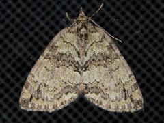 Hydriomena renunciata