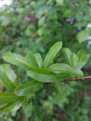 Magnoliopsida