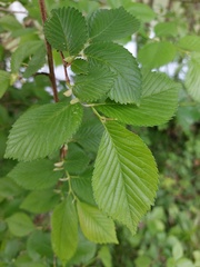 Ulmus minor