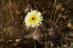 Malacothrix californica