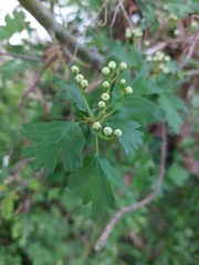 Crataegus monogyna