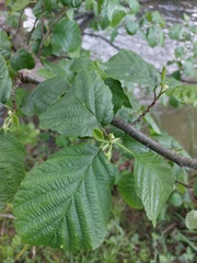 Alnus glutinosa