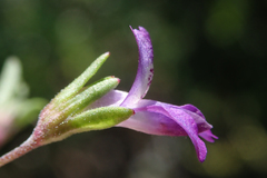Collinsia parryi