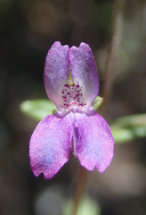 Collinsia parryi