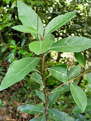 Olearia avicenniifolia