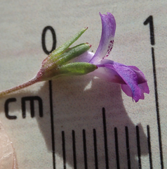 Collinsia parryi