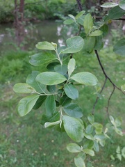 Salix