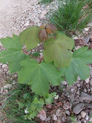 Acer pseudoplatanus