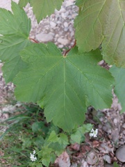 Acer pseudoplatanus