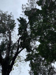 Eucalyptus leucoxylon leucoxylon