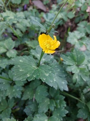 Ranunculus repens