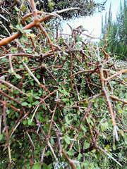 Coprosma crassifolia