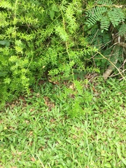 Lygodium japonicum