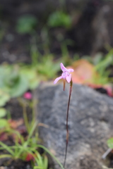 Disa inflexa