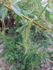 Salix alba