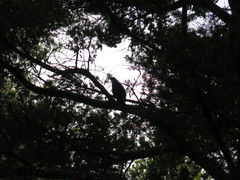 Prosthemadera novaeseelandiae novaeseelandiae