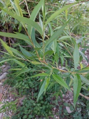 Salix alba