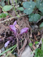 Lathraea clandestina