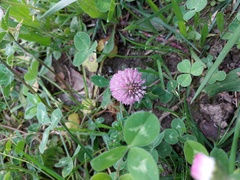 Trifolium pratense