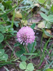 Trifolium pratense