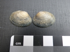 Katelysia rhytiphora