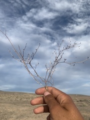 Eriogonum bifurcatum