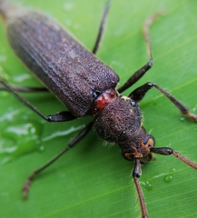 Coleoptera