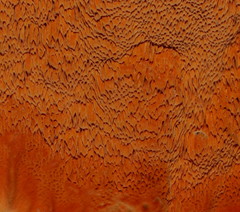 Gloeoporellus merulinus