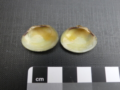 Katelysia rhytiphora