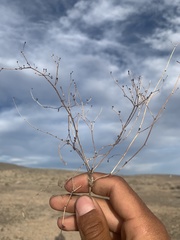 Eriogonum bifurcatum