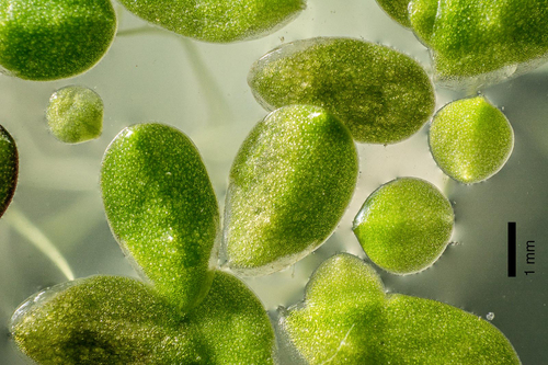 Lemna aequinoctialis