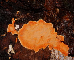 Gloeoporellus merulinus