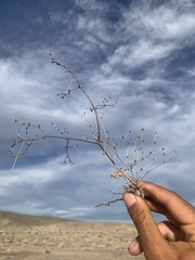 Eriogonum bifurcatum