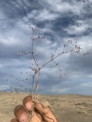 Eriogonum bifurcatum