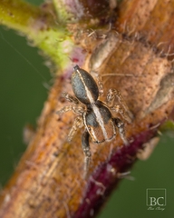 Evarcha infrastriata