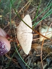 Cyclophora obstataria