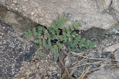 Myriopteris parryi image