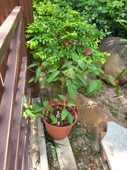 Bougainvillea spectabilis